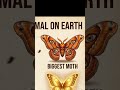 Rarest animals on earth 🌎 #shorts #rareanimals #trollface #usa