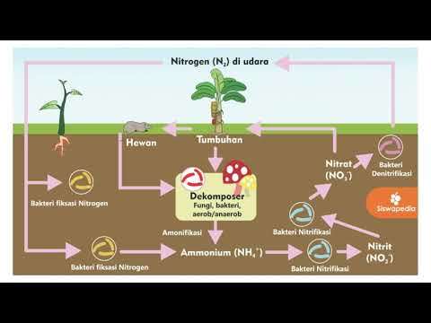 Video: Apa fluks dalam siklus nitrogen?