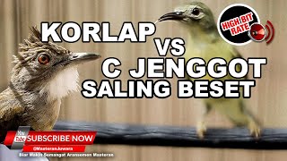 #1🔴Saling BESET PEDAS Kolibri Kelapa vs Cucak Jenggot Gacor❗️Masteran Mewah 2023