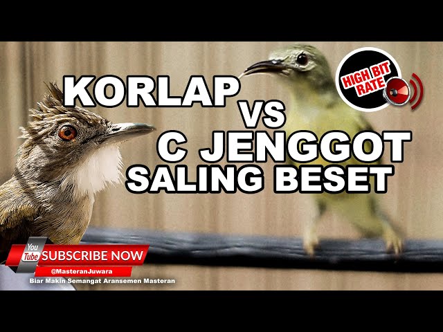 #1🔴Saling BESET PEDAS Kolibri Kelapa vs Cucak Jenggot Gacor❗️Masteran Mewah 2023 class=