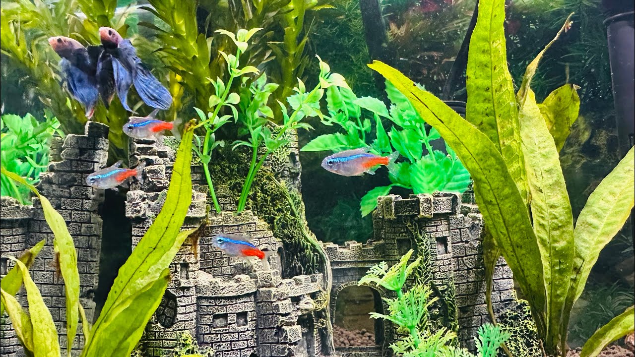 Life in a Castle Tank - YouTube