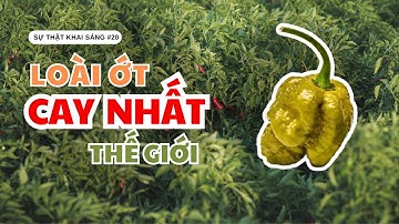 #20 Kỷ Lục Mới Về Giống Ớt Cay Nhất Thế Giới