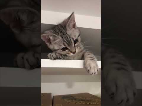 【子猫】目を離すと狭いところに入ってしまう ちびマンチカンです笑 #Shorts
