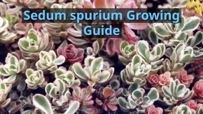 Dragon S Blood Stonecrop Sedum New Planting February 8 Youtube