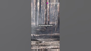 🌍 How Deforestation Accelerates Climate Change 🌳