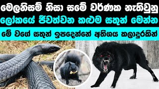 ලෝකයේ ජීවත්වන කළුම සතුන් | Rarest Black Animals In The World