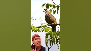 Burung cucak rowo gacor 😍 #cucakrowogacor #cucakrowo #cucakroworopel