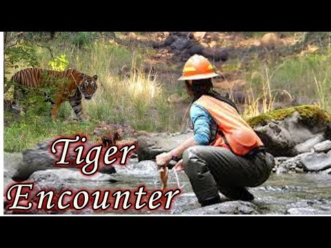 The Tiger Encounter