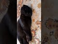 Кот Абормот в медитации 🤣🤣😅