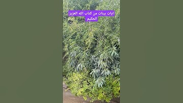آيات بينات من كتاب الله العزيز الحكيم الغفور الرحيم #كن_مع_الله_ولا_تبالي #قران_كريم