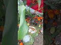 #Makarsankranti poojan#ajani #shortsvideo #viralreels #viralreels  #viral #video @devidasdanekar1965