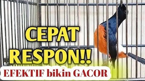 Masteran Kombinasi Full Isian Mewah WAMBI KACER MURAI CUCAK IJO Untuk Melatih Mental Jawara