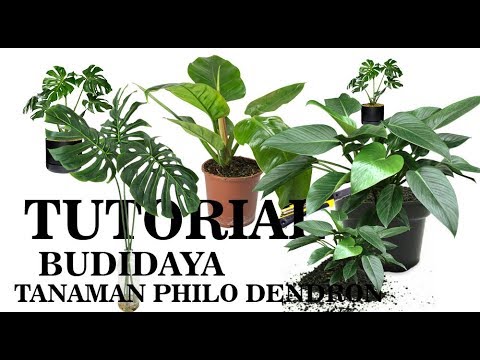 Video: Penjagaan Philodendron Pokok - Keperluan Berkembang Untuk Philodendron Selloum