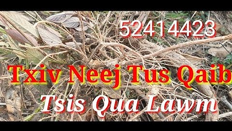 Txiv Neej Tus Lau Qaib Tsis Qua Ces siv Zoo Kawg Nawb   4-4-2023