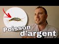 Comment se dbarrasser des poissons dargent  cest facile