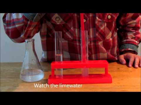 Video: Hvordan bliver Limewater mælkeagtigt?