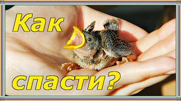 КАК И ЧЕМ КОРМИТЬ ПТЕНЦА ВОРОБЬЯ и птенцов других мелких птиц. Часть 2. Когда кормить, поить, греть.