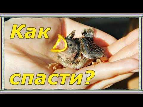 Видео: Как ухаживать за потерянным птенцом