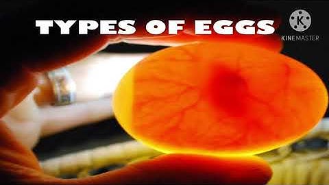 Types of eggs.