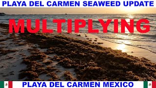 PLAYA DEL CARMEN BEACH SEAWEED UPDATE - SEAWEED IS MULTIPLYING!