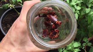 DIY Roach Trap SUPER SIMPLE Garden Hack | OrganicHawaii