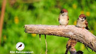 Burung-gereja Erasia ; Eurasian Tree Sparrow (Passer montanus)