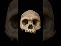 We Reconstructed a 146,000-Year-Old "Dragon Man"
