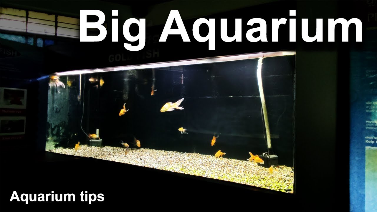 Exploring Nandankanan Zoological Park's Mesmerizing Aquarium House