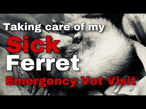 Sick Ferret: Emergency Vet Visit