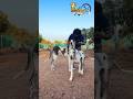 💥Great Dane power 💪💥#shortvideo #short #greatdane #yt #ytshorts #atp #pets #dogbreed #puppy #dogs