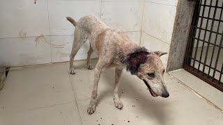 The stray dog has a large wound on the head near the Ear | A worst wound