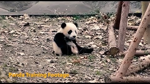 LEAKED PANDA WARRIOR TRAINING VIDEO #panda #pandabear