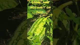 End of Season Watermelon Update