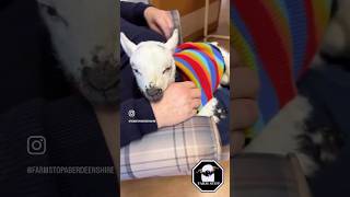 OLIVIA’S THIRD ADVENTURE❣️ 🐑#Lamb #LambCuddles #Cuteness #animaltherapy