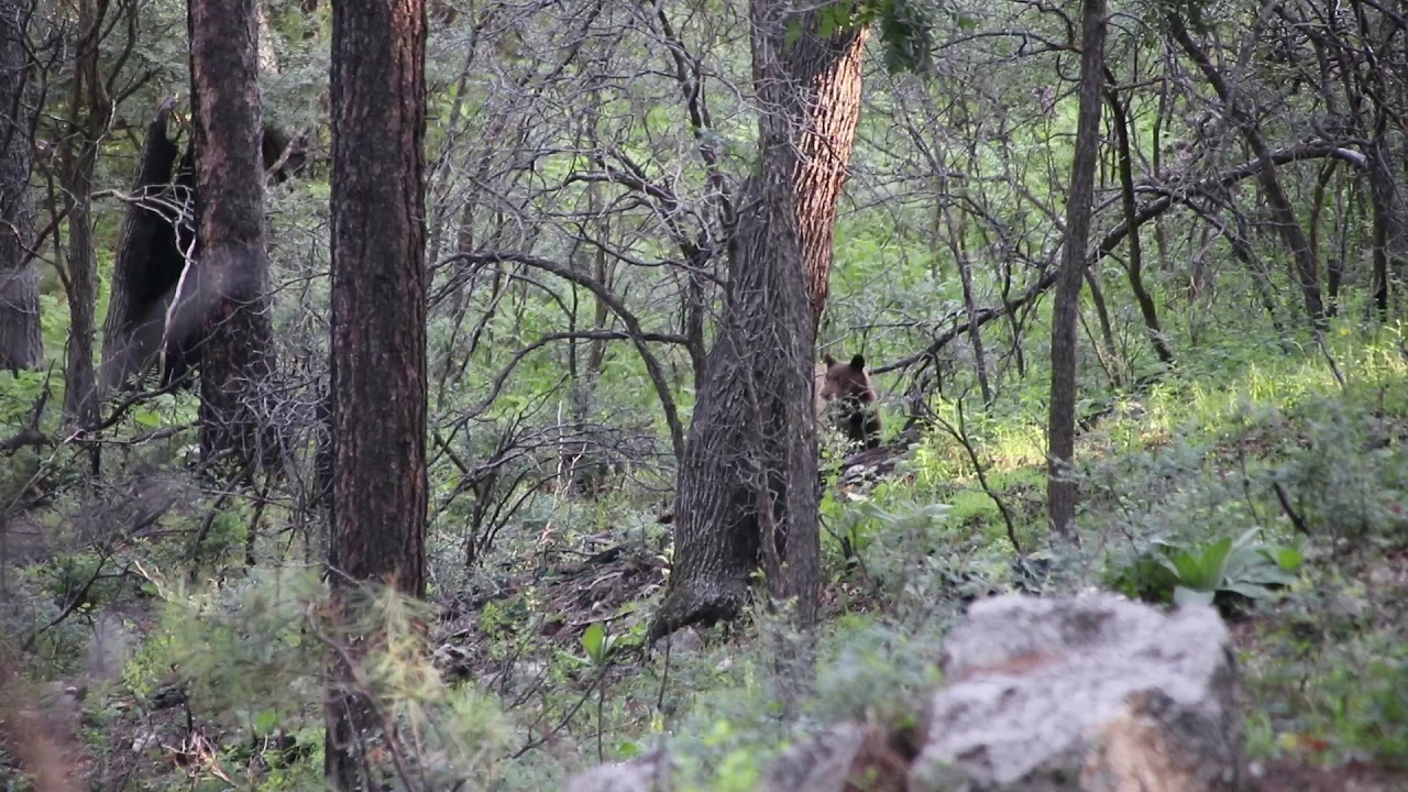 Mama Bear and Two Cubs - YouTube