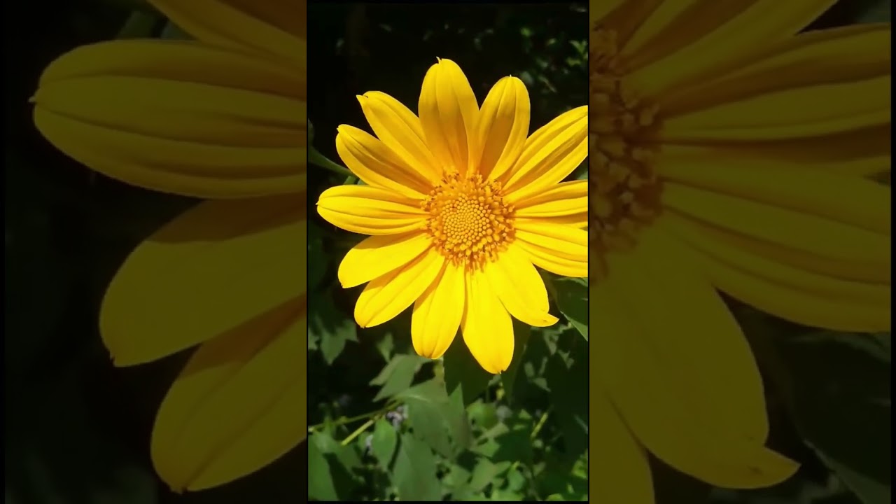 Beautiful Collection Of forest flowers || #Flowers | #Beautiful || #flowergarden  | #gardening