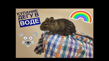 Купание дегу в воде