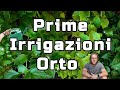 Esempio Prime Irrigazioni Orto e Importanti Consigli per Irrigare