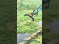 Aquatic Weed Clearing #shorts