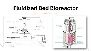 Fluidized Bed Bioreactor_ Working Principle and Its Applications Profile