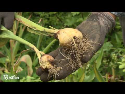 Vidéo: Quand déterrer les bulbes de tulipes après la floraison pour les stocker