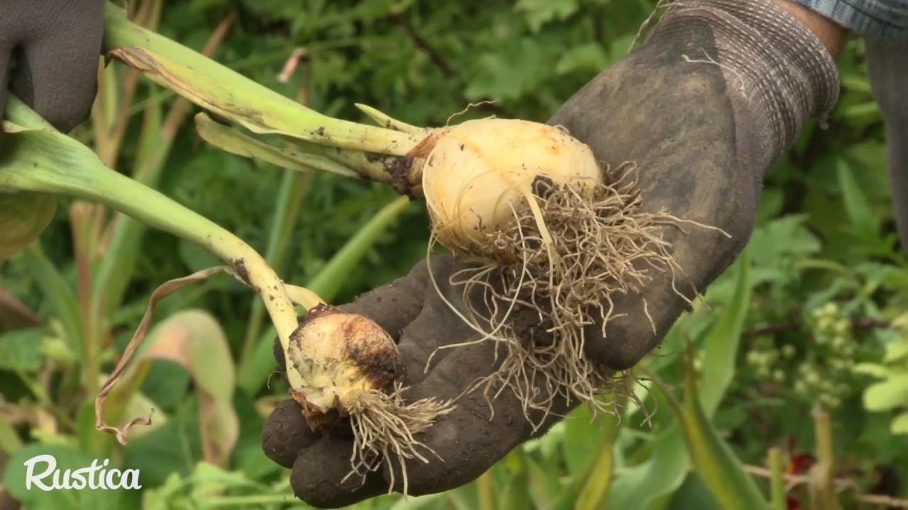 Quand arracher les bulbes de tulipes 