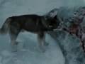 Eight Below Part 9