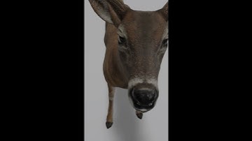 Deer 🦌 Google View in 3D with Argumented Reality AR available - Animal