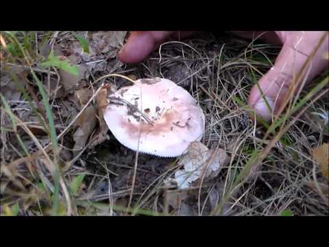 сыроежка бурая (Russula)