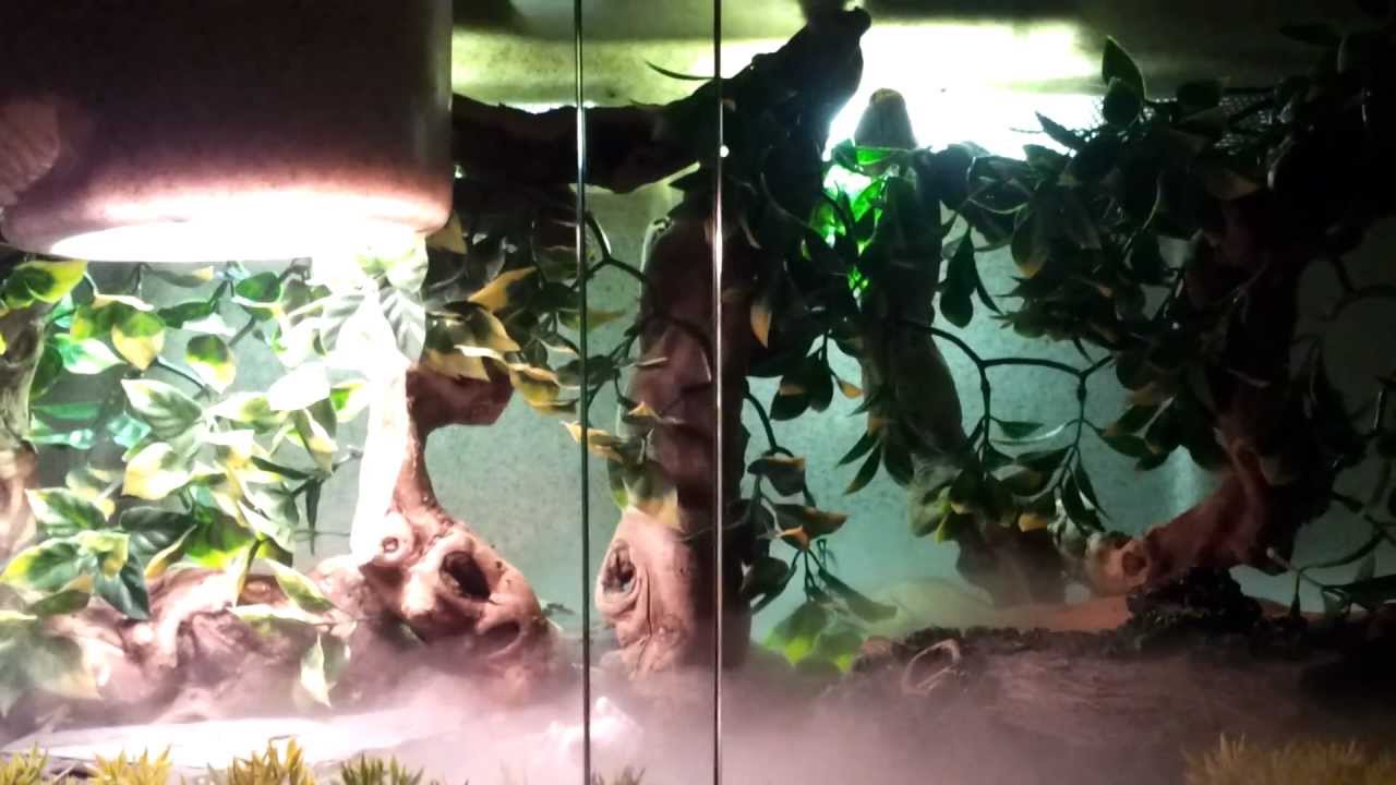 pikachu pokemon Baby Caiman lizard and other reptile enclosures