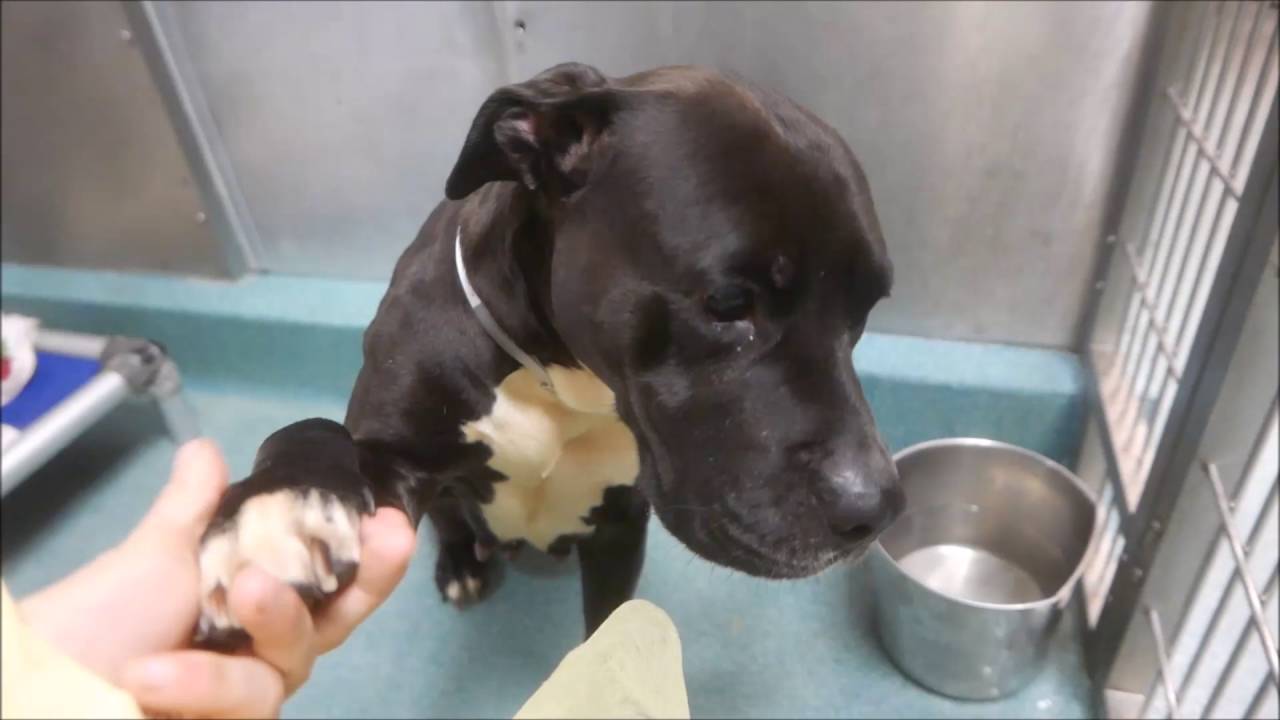 Majesty - A1090333 - Brooklyn ACC camera iphone 8 plus apk
