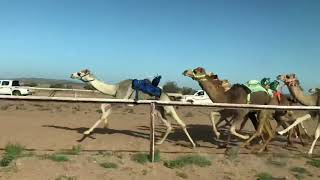 الشوط الثاني قعدان صعوب جبار عبد الرحمن مصلب الحربي