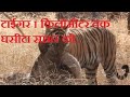 Tiger Eating Big Sambar Deer Kill Tiger Eating Big Sambar Deer Kill