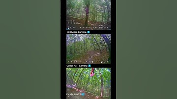 FPV Camera Comparison: C03 Micro, Caddx ANT, Caddx Ratel 2 — Forest Test!